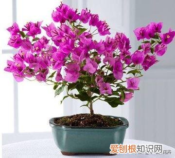 弄懂这7个养花绝技下一句，想要快速养好植物，必备这5种养花小技巧，快看看你都知道吗？