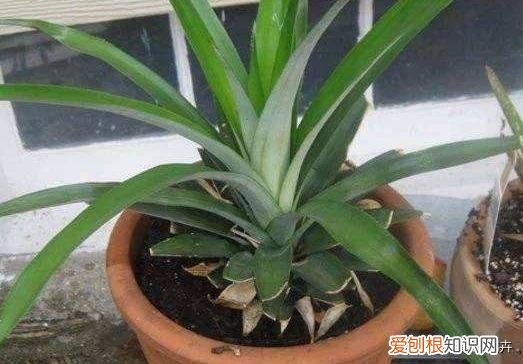 弄懂这7个养花绝技下一句，想要快速养好植物，必备这5种养花小技巧，快看看你都知道吗？
