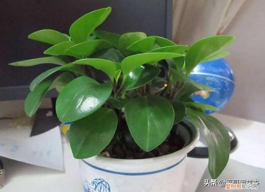弄懂这7个养花绝技下一句，想要快速养好植物，必备这5种养花小技巧，快看看你都知道吗？