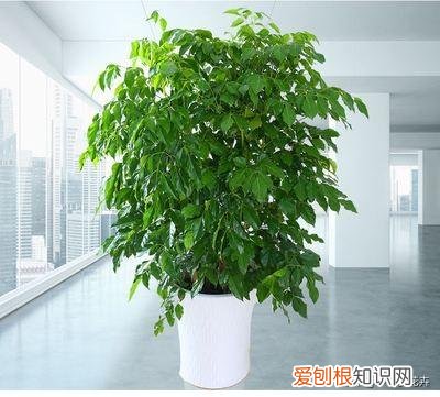 弄懂这7个养花绝技下一句，想要快速养好植物，必备这5种养花小技巧，快看看你都知道吗？