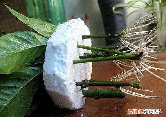 弄懂这7个养花绝技下一句，想要快速养好植物，必备这5种养花小技巧，快看看你都知道吗？