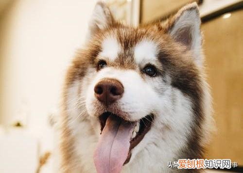 宠物的知识，宠物的8个冷知识，铲屎官知道后吓一跳！