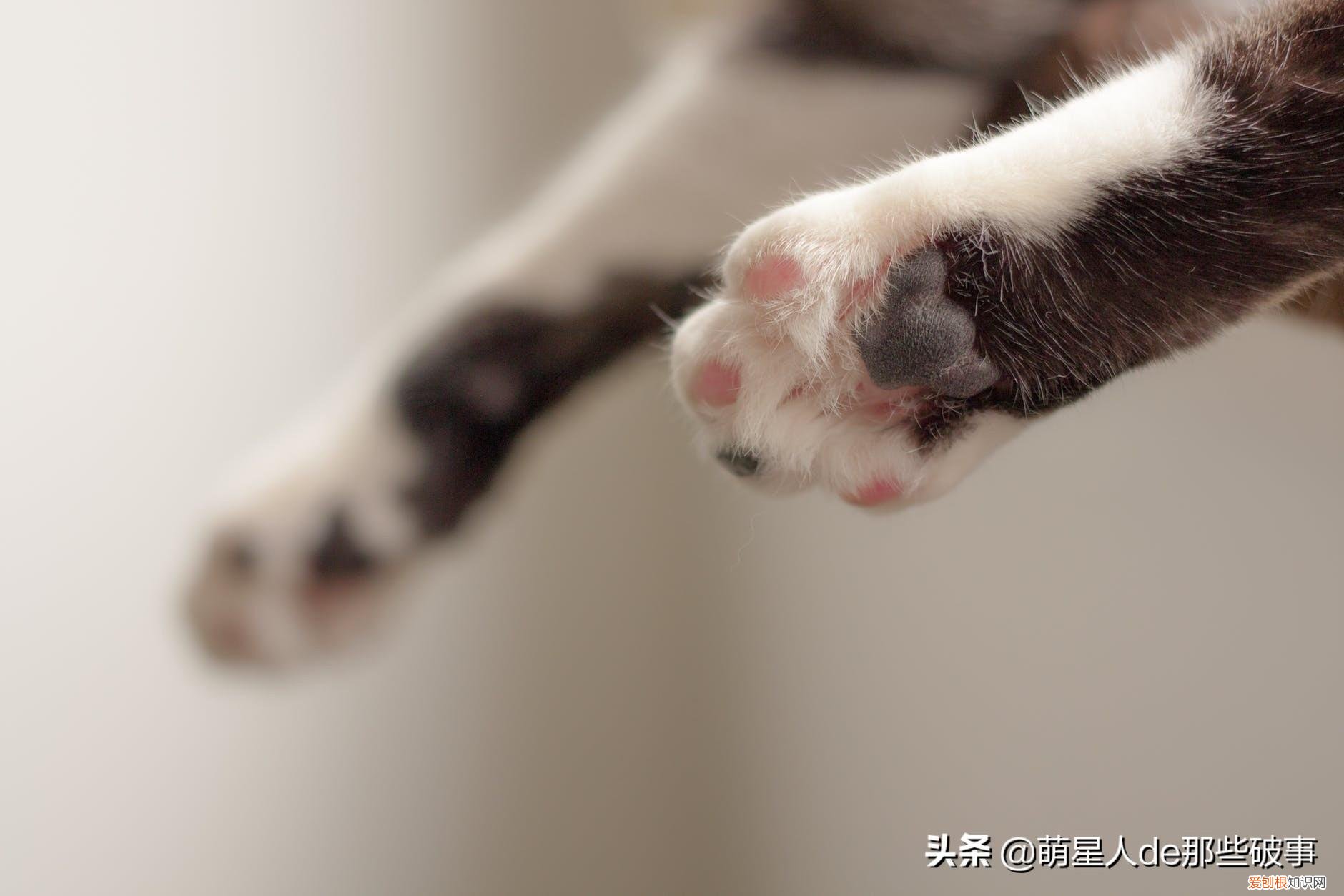 宠物的知识，宠物的8个冷知识，铲屎官知道后吓一跳！