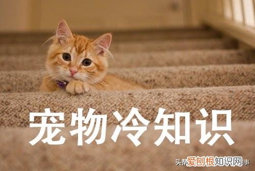 宠物的知识，宠物的8个冷知识，铲屎官知道后吓一跳！