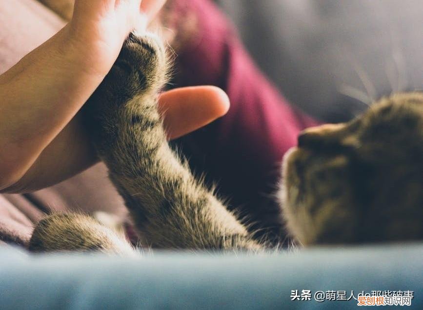 宠物的知识，宠物的8个冷知识，铲屎官知道后吓一跳！