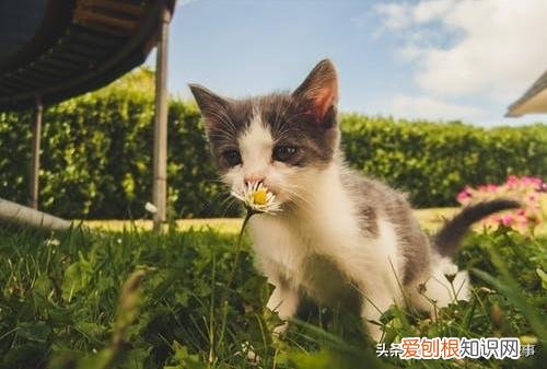 宠物的知识，宠物的8个冷知识，铲屎官知道后吓一跳！