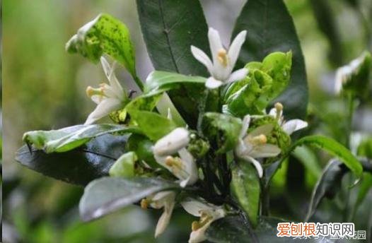 养花小知识一般养花多久,这些养花技巧,养花的人都应该知道?