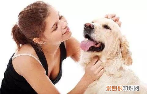 养狗专业知识大全视频讲解，这18个养宠小常识，作为养狗的老手您都知道吗？