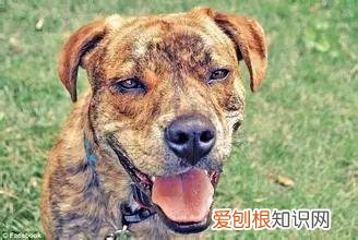 养狗专业知识大全视频讲解，这18个养宠小常识，作为养狗的老手您都知道吗？