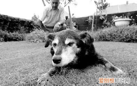 养狗专业知识大全视频讲解，这18个养宠小常识，作为养狗的老手您都知道吗？