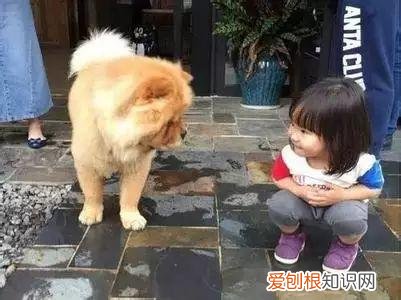 养狗专业知识大全视频讲解，这18个养宠小常识，作为养狗的老手您都知道吗？
