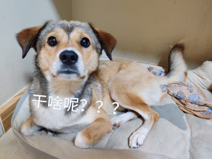 我要看关于狗的知识，干货！这32条“狗狗知识”要收好，错过可能就找不到了