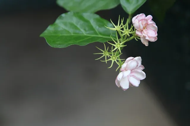 盆栽花卉怎样预防病虫害，九种养花“偏方”，从此不怕病虫害！