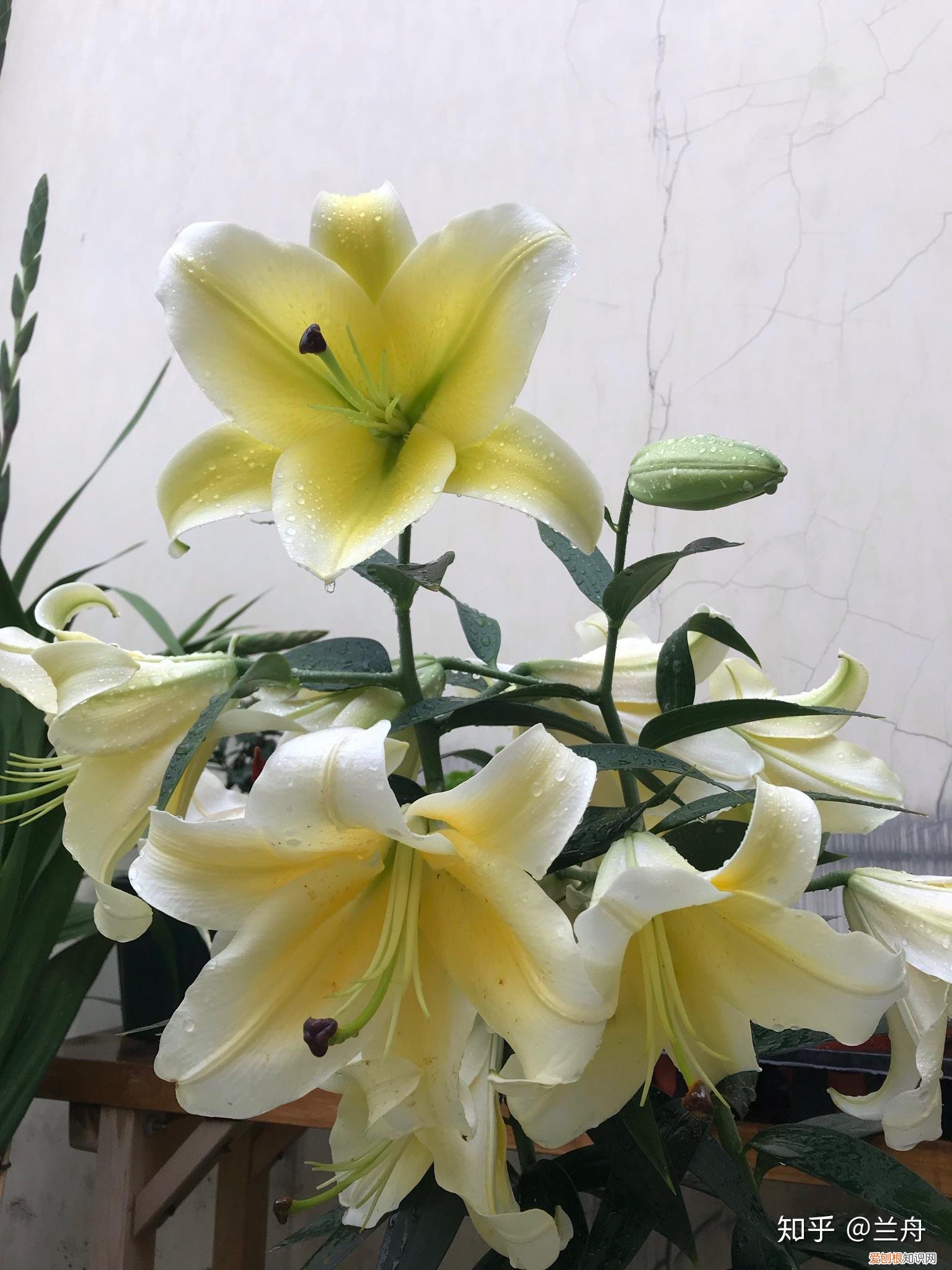 养花新手适合养什么花，新手想养花有什么推荐的花以及注意事项？