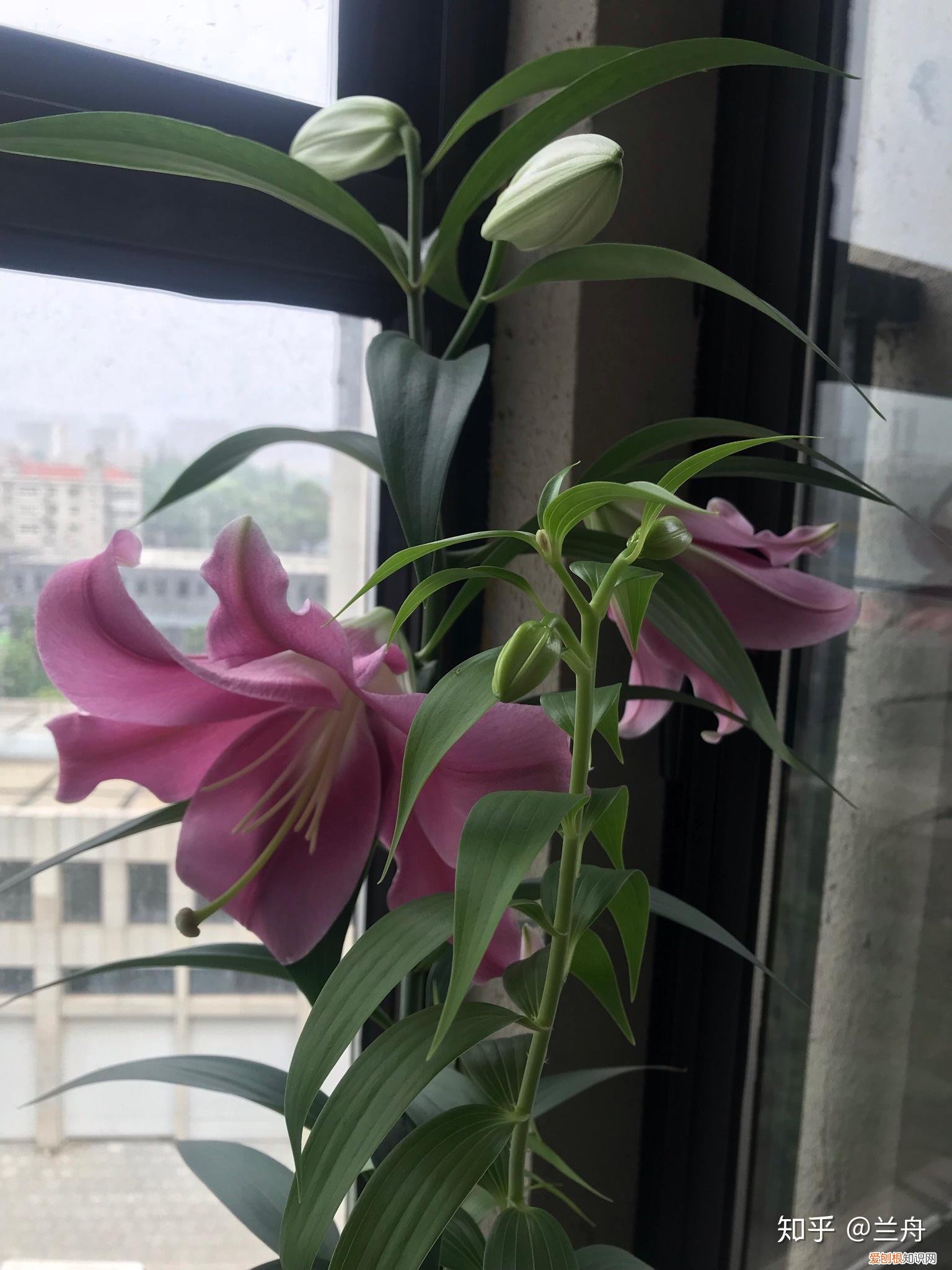 养花新手适合养什么花，新手想养花有什么推荐的花以及注意事项？