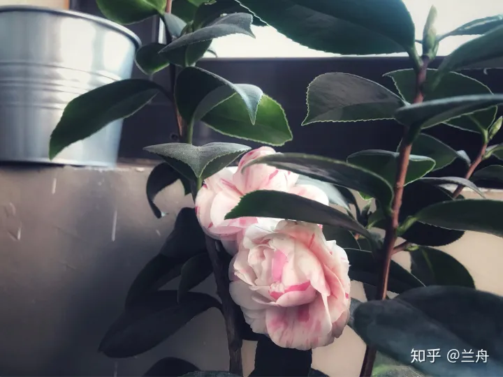 养花新手适合养什么花，新手想养花有什么推荐的花以及注意事项？