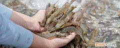 大虾放冰箱多久不能吃 大虾放冰箱多长时间就不能吃了