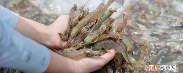 大虾放冰箱多久不能吃 大虾放冰箱多长时间就不能吃了