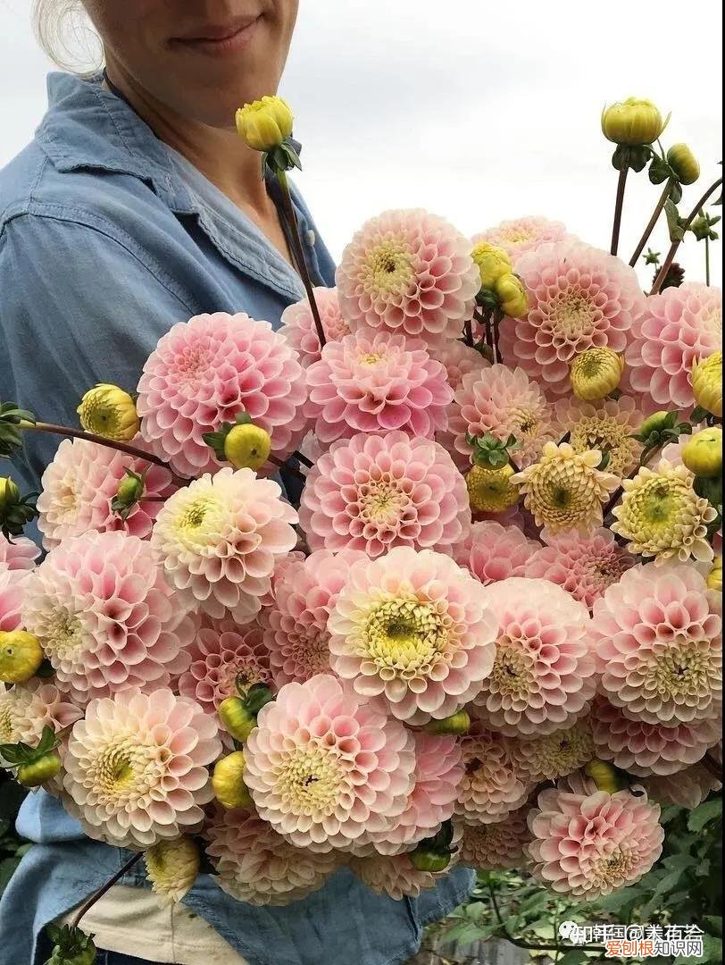 花材养护知识讲座,常用花材养护攻略,花艺师必看!