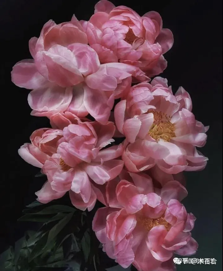 花材养护知识讲座,常用花材养护攻略,花艺师必看!