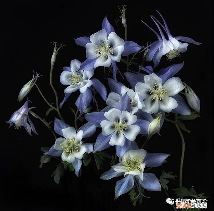 花材养护知识讲座,常用花材养护攻略,花艺师必看!