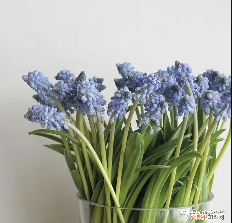 花材养护知识讲座,常用花材养护攻略,花艺师必看!