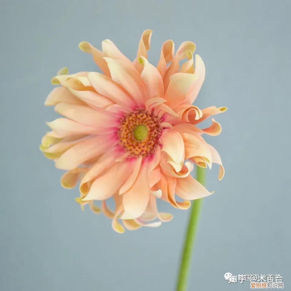 花材养护知识讲座,常用花材养护攻略,花艺师必看!