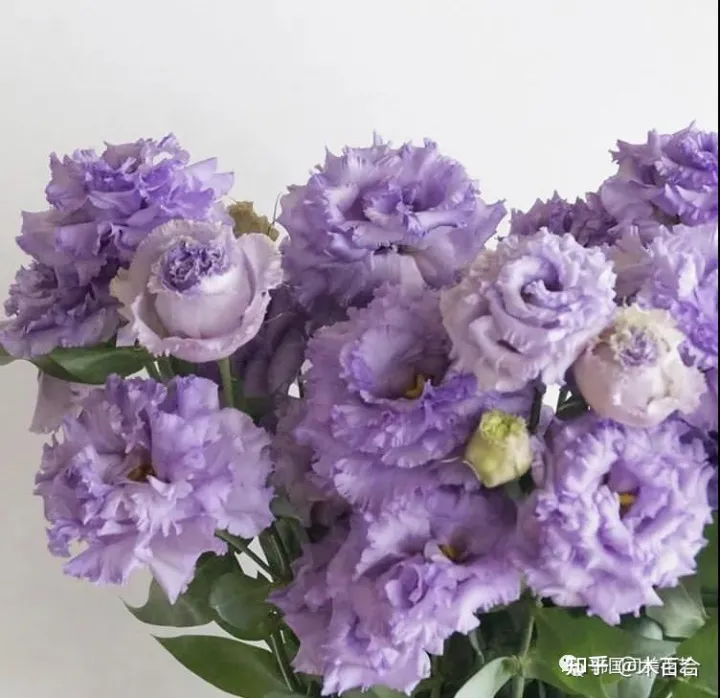 花材养护知识讲座,常用花材养护攻略,花艺师必看!