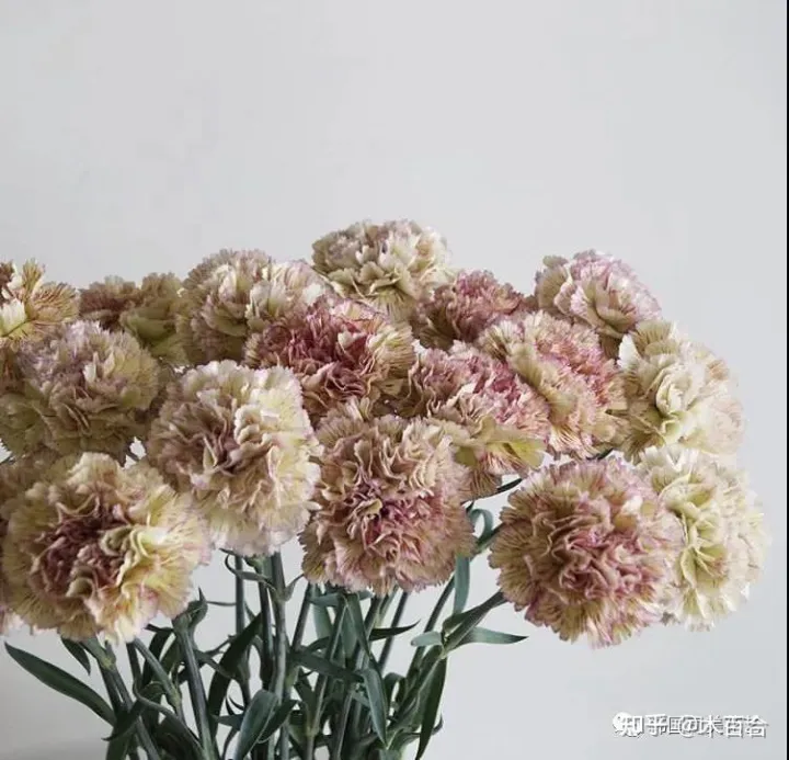 花材养护知识讲座,常用花材养护攻略,花艺师必看!