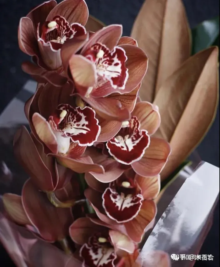 花材养护知识讲座,常用花材养护攻略,花艺师必看!