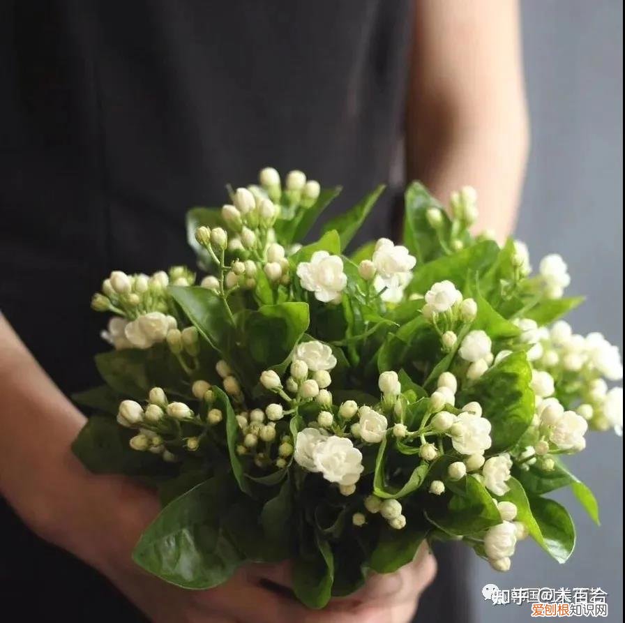 花材养护知识讲座,常用花材养护攻略,花艺师必看!