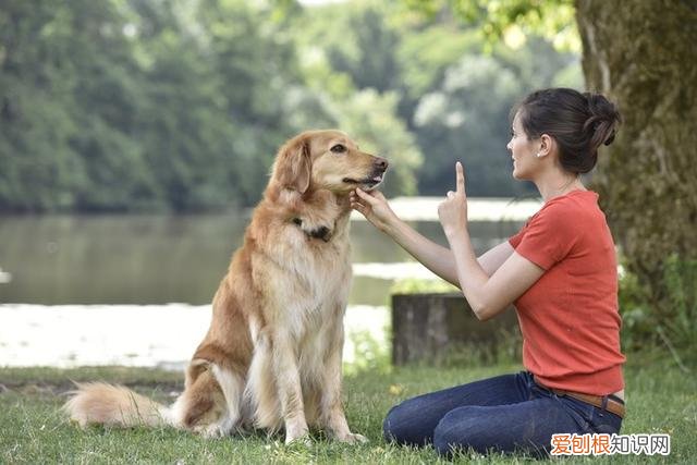 狗狗的眼里主人是个怎样的 狗狗眼里的主人分为6种，你是哪一种？