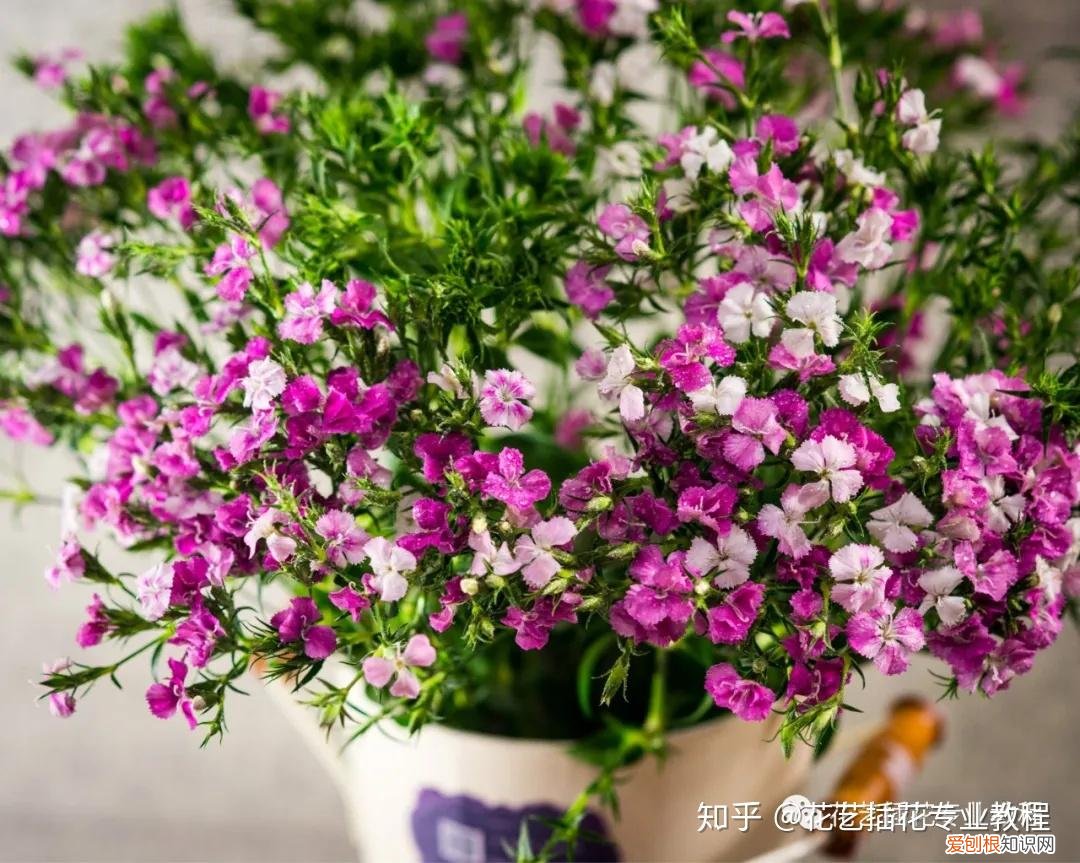 鲜花的养护，鲜花养护|家庭6种常见花材详细养护方法