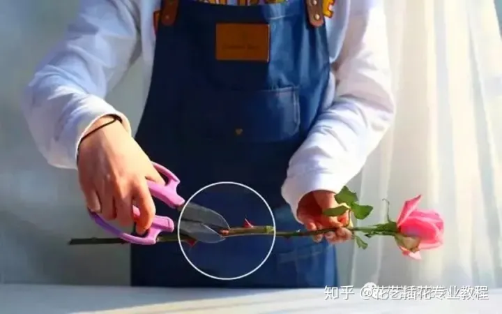 鲜花的养护，鲜花养护|家庭6种常见花材详细养护方法