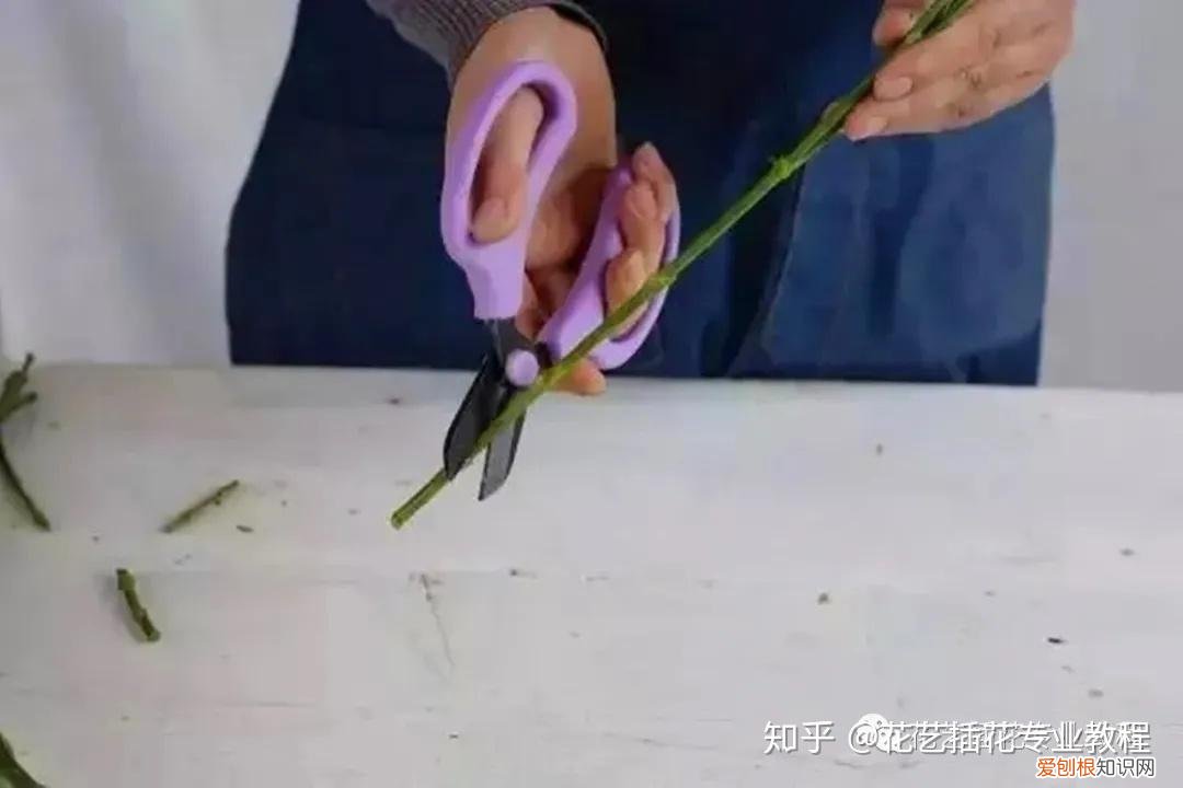 鲜花的养护，鲜花养护|家庭6种常见花材详细养护方法