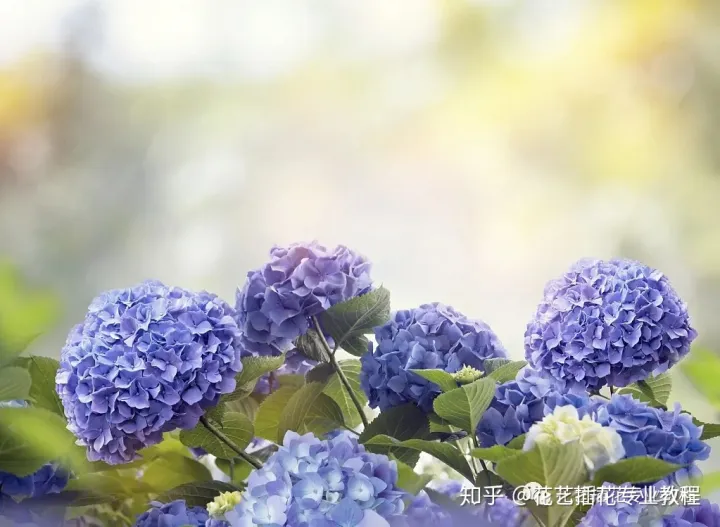 鲜花的养护，鲜花养护|家庭6种常见花材详细养护方法