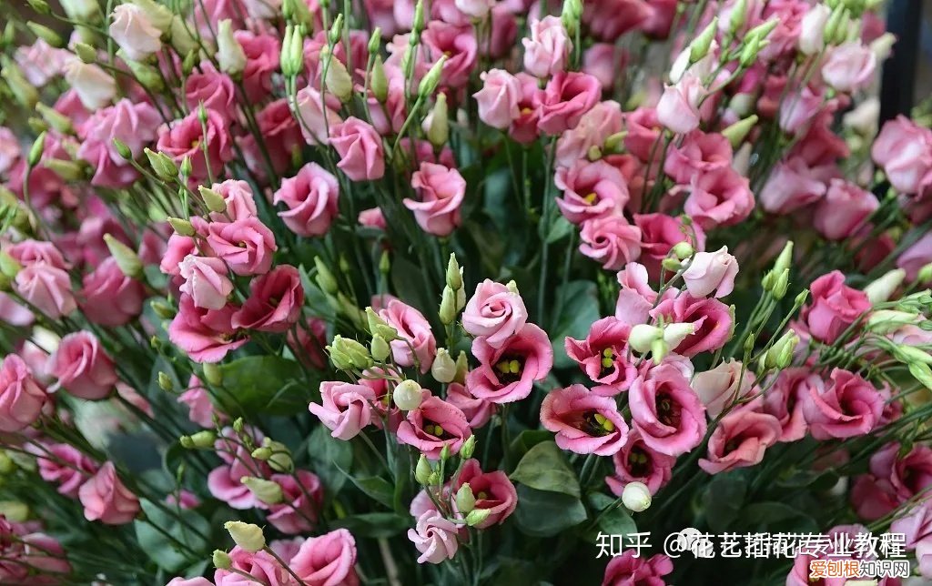 鲜花的养护，鲜花养护|家庭6种常见花材详细养护方法