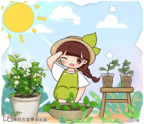 养花必备常识有哪些，别再稀里糊涂养花了，这些基础常识，很重要