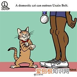敲适合小朋友学的冷知识：可爱的GIF小动物教你说英语喽