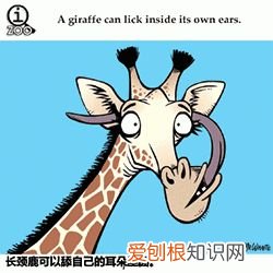 敲适合小朋友学的冷知识：可爱的GIF小动物教你说英语喽