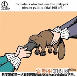 敲适合小朋友学的冷知识：可爱的GIF小动物教你说英语喽