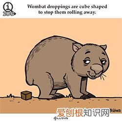 敲适合小朋友学的冷知识：可爱的GIF小动物教你说英语喽