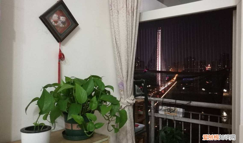 初学者养花最好养什么?，从零学起，4个养花基础知识，让养花变得更简单