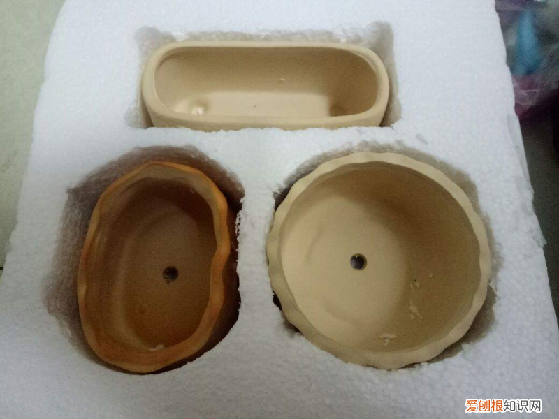 养花经验小总结，20年的老花农养花秘籍，这4条是基础，学会了养活大部分花