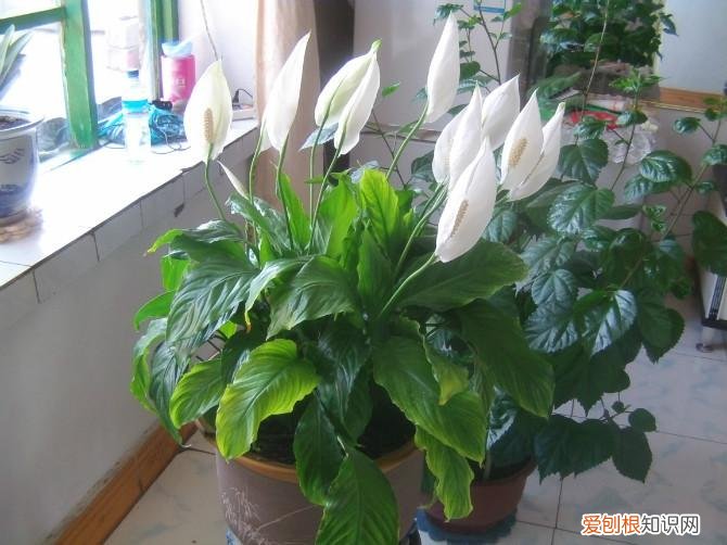 养花的十二种技巧，养花人的4个“基本常识”，一点做错了，养花出问题