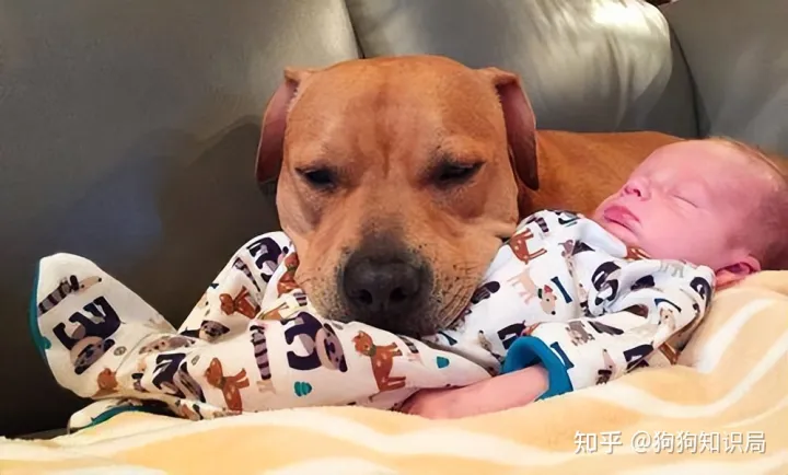 狗狗冷知识百科大全,15条狗狗冷知识,养狗多年的你,未必全知道