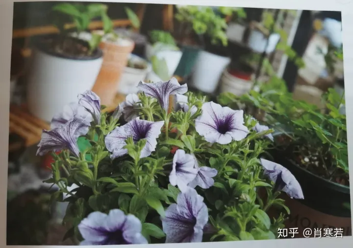 养花知识养花百科，养花品生活，新手所需要知道的基础知识