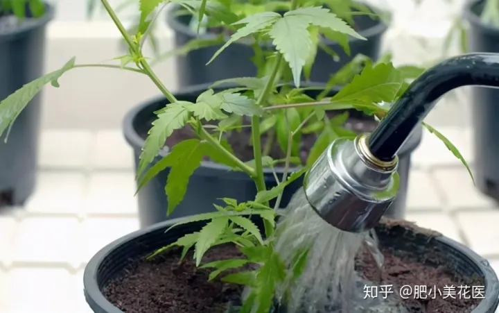 养花技巧及知识大全详解，养花小知识：学会这些小常识，你的花一定会养得非常好