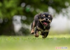 小狗可以三天洗一次澡吗 狗狗夏天三天洗一次澡可以吗