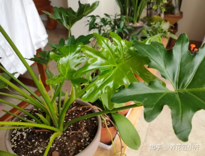 我要关于养花的知识与技术的书，养花入门很简单，记住“久病成医”，真正爱花，才能变成养花高手